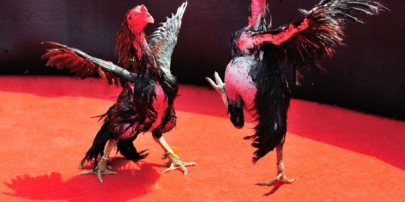 Tại sao đá gà trực tiếp lại hấp dẫn