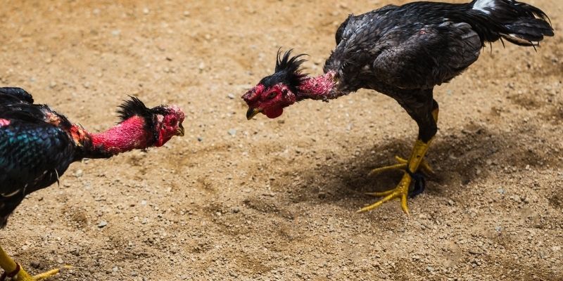 Mẹo chơi đá gà Campuchia hiệu quả tại 58WIN