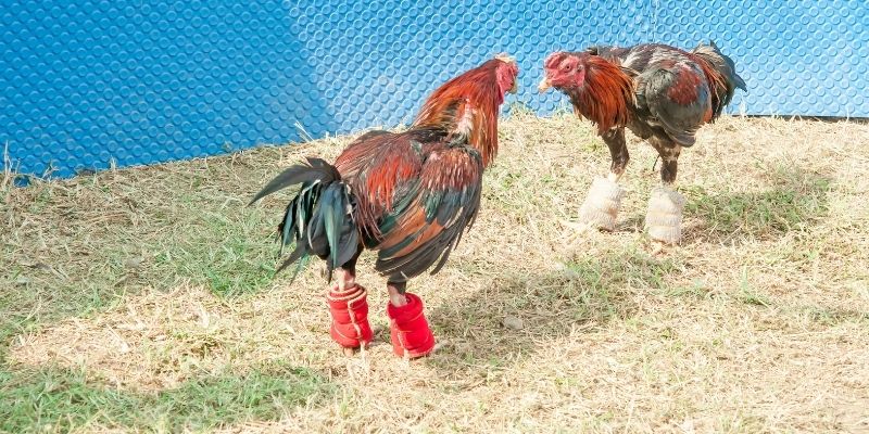 Giới thiệu về đá gà Campuchia