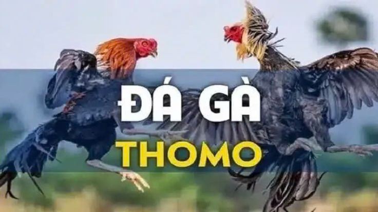 Đá gà Thomo là gì